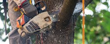 Best Tree Maintenance Programs  in East Renton Highlands, WA