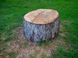 Best Tree Cabling and Bracing  in East Renton Highlands, WA
