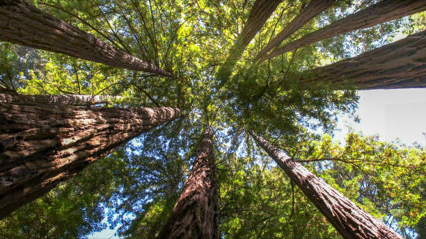 Best Tree and Shrub Care  in East Renton Highlands, WA