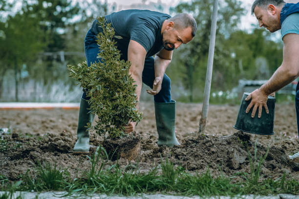 Best Palm Tree Trimming  in East Renton Highlands, WA