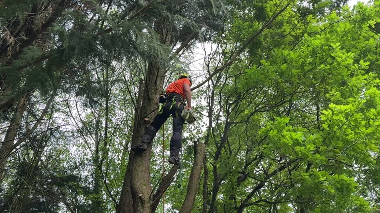 Best Utility Line Clearance  in East Renton Highlands, WA