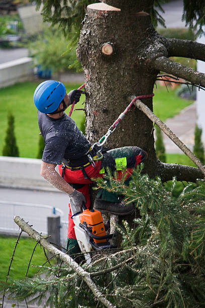 Best Tree Removal  in East Renton Highlands, WA