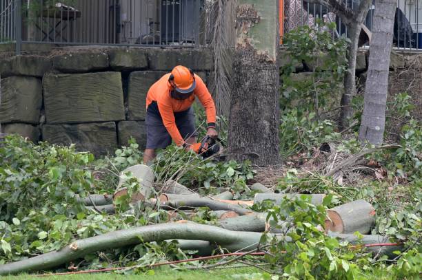 Best Arborist Consultation Services  in East Renton Highlands, WA