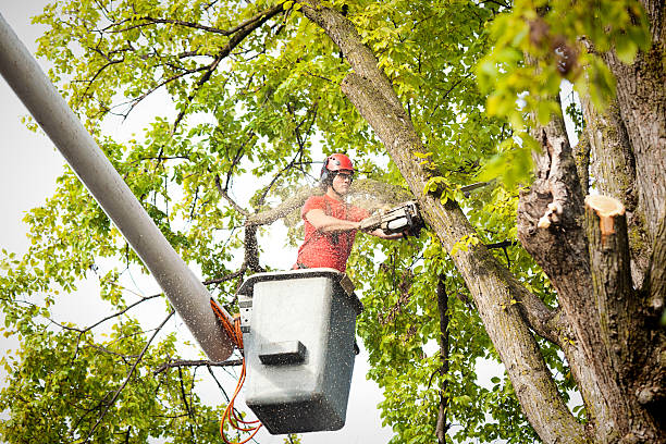 Best Tree Mulching  in East Renton Highlands, WA